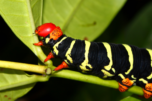 Caterpillar